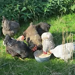 't Hannonshof Bed & Breakfast Nieuwpoort