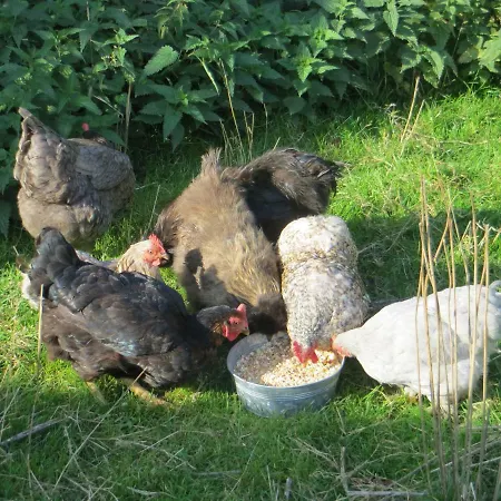 't Hannonshof Frühstückspension Nieuwpoort