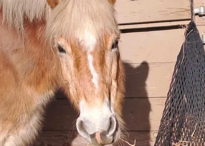 't Hannonshof Bed & Breakfast 3*